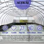 Spyrulisat-Concentrat-AlgoSource-20fiole