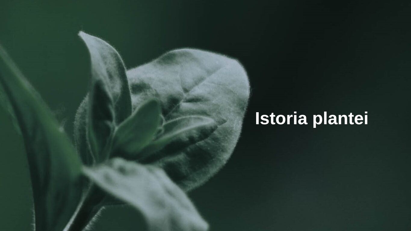 ISTORIA PLANTEI