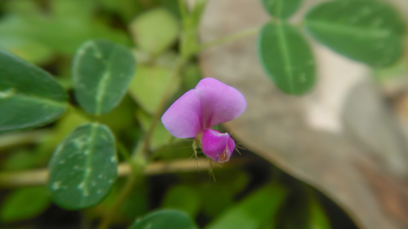 Desmodium