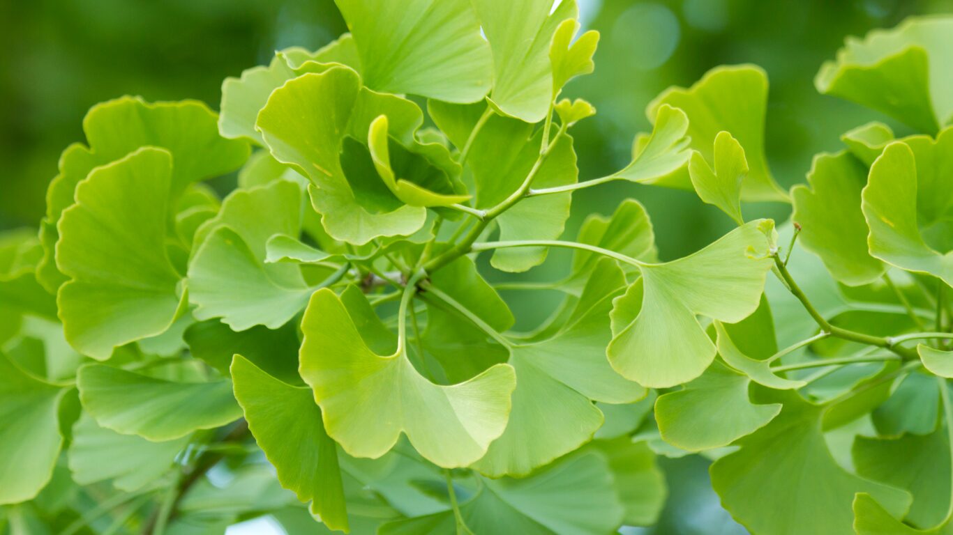 Ginkgo biloba