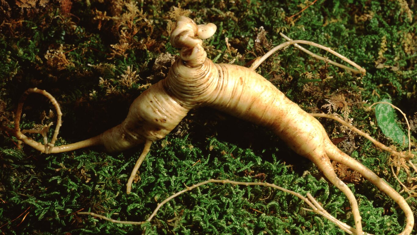 Ginseng