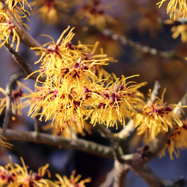 Hamamelis