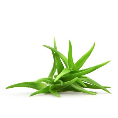 Aloe