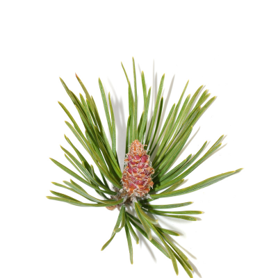 Pin