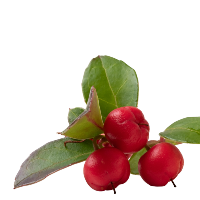 Wintergreen