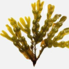 fucus fucus