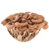 iconita-maitake iconita-maitake